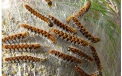Chenilles processionnaires