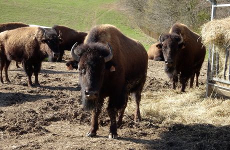 Planet'Bison - Ferme de la Marquise